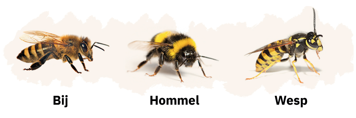 Bij, hommel en wesp